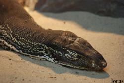 Varanus gouldii gouldii