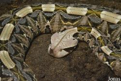 Bitis rhinoceros
