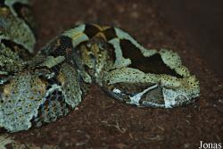 Bitis nasicornis