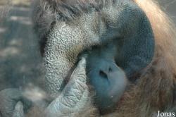 Pongo abelii x pygmaeus