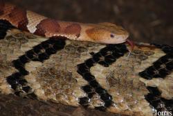 Agkistrodon contortrix