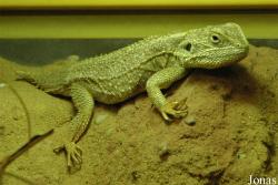 Xenagama batillifera