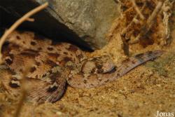 Echis ocellatus