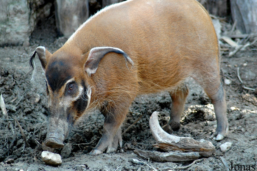 Zoo d'Amnéville
