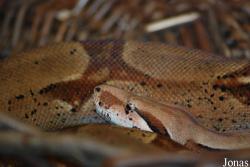 Boa constrictor constrictor