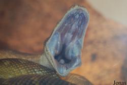 Die Nibelungenhalle zu Königswinter mit Drachenhöhl und Reptilienzoo