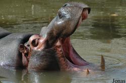 Zoo da Maia