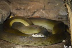 Apodora papuana