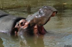 Zoo da Maia