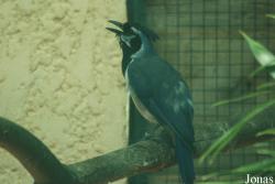 Jardin d'Oiseaux Tropicaux