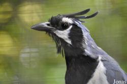 Calocitta colliei
