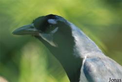 Jardin d'Oiseaux Tropicaux