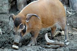 Zoo d'Amnéville