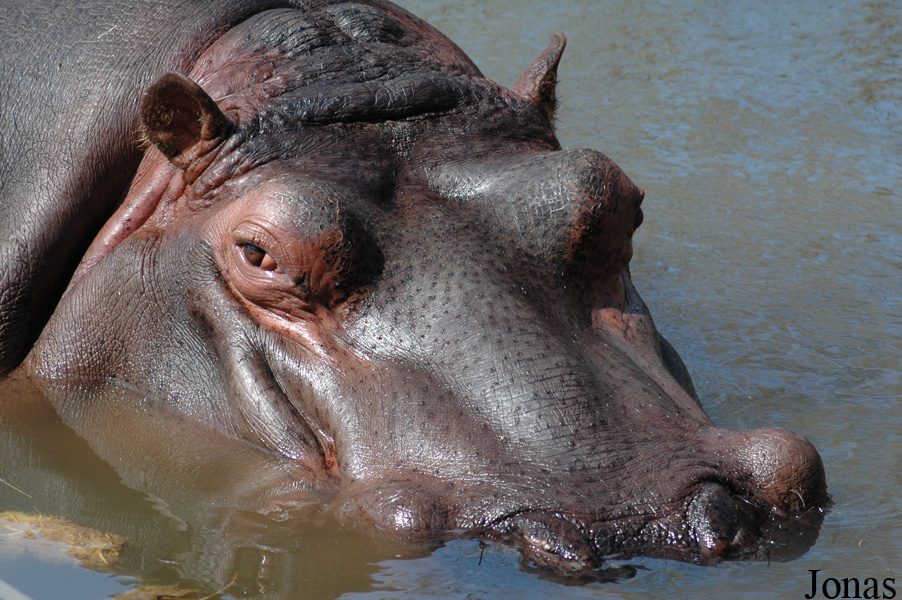 Zoo da Maia