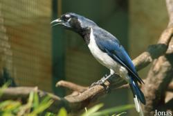 Jardin d'Oiseaux Tropicaux