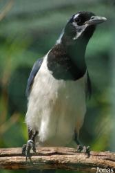 Jardin d'Oiseaux Tropicaux