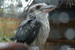 Zooparc de Cheptainville