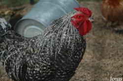 Poule Sabelpoot