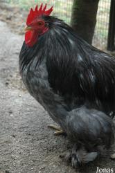 Poule Bantam de Pékin grise