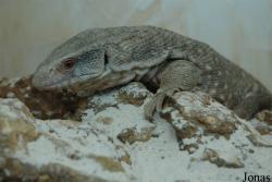 Zooparc de Cheptainville