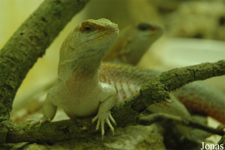 Zooparc de Cheptainville