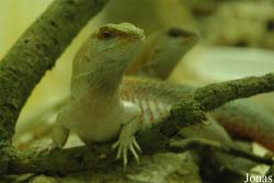 Zooparc de Cheptainville