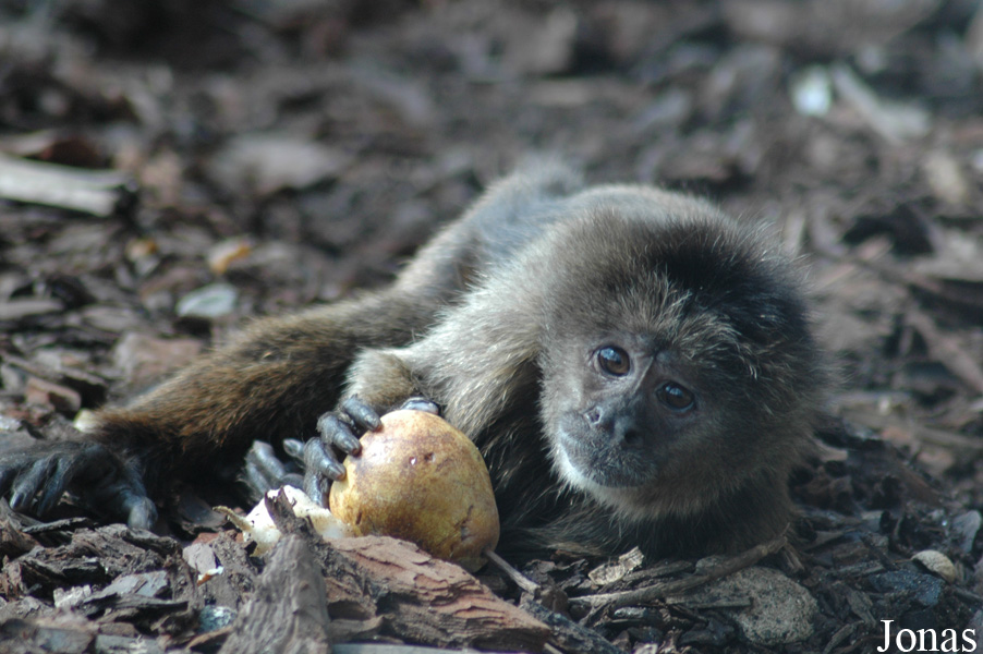 Zoo da Maia