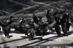 Dubai Zoo
