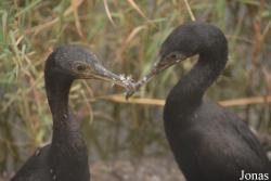 Phalacrocorax nigrogularis