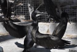 Dubai Zoo