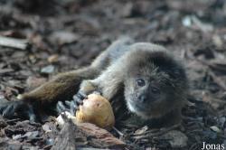 Zoo da Maia