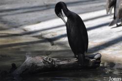 Dubai Zoo