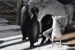 Dubai Zoo