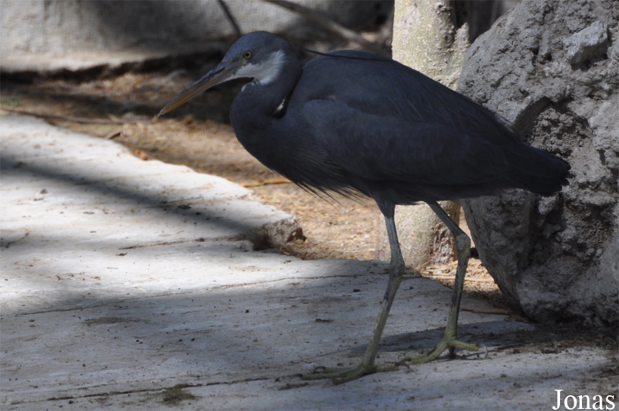 Dubai Zoo