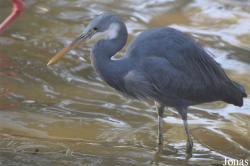 Egretta gularis