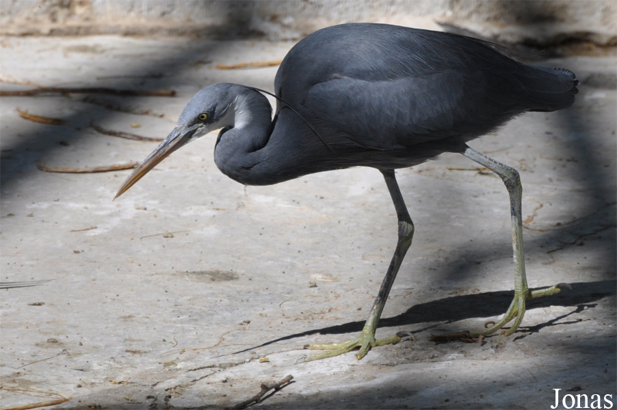 Dubai Zoo