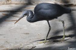 Dubai Zoo