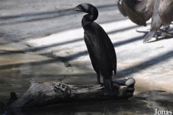 Dubai Zoo