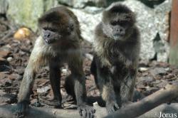 Cebus olivaceus
