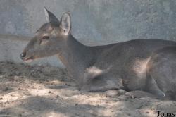 Dubai Zoo
