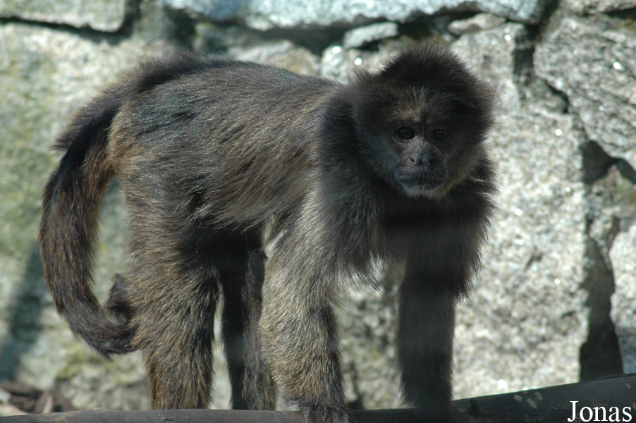 Zoo da Maia