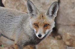 Vulpes vulpes arabica