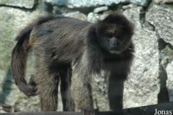 Zoo da Maia
