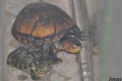 Kinosternon cruentatum