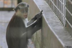 Cercopithecus denti