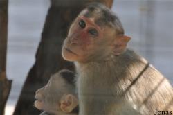 Dubai Zoo
