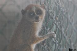 Dubai Zoo