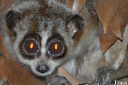 Nycticebus pygmaeus