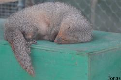 Dubai Zoo