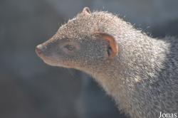 Herpestes edwardsii
